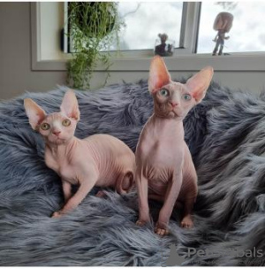 Photo №1. sphynx cat - for sale in the city of Zürich | Is free | Announcement № 96405