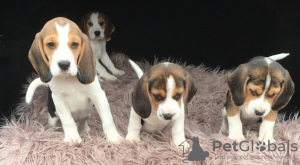 Photo №4. I will sell beagle in the city of Jirnsum.  - price - negotiated