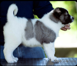 Additional photos: Caucasian Shepherd puppies