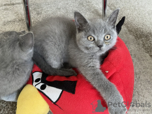 Photo №1. british shorthair - for sale in the city of Tuszyn | negotiated | Announcement № 53310