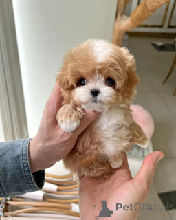 Photo №2 to announcement № 169336 for the sale of maltipu - buy in Poland breeder