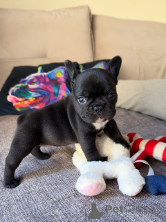 Photo №2 to announcement № 169414 for the sale of french bulldog - buy in France breeder