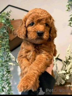 Photo №3. Havanese puppies available for rehoming. United States