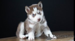 Photo №1. siberian husky - for sale in the city of Göttingen | negotiated | Announcement № 52293