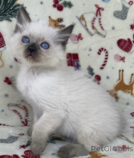 Photo №2 to announcement № 176610 for the sale of ragdoll - buy in Australia private announcement