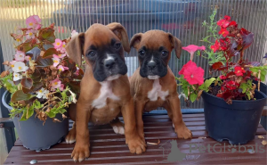 Photo №1. boxer - for sale in the city of Fert | 361$ | Announcement № 154600