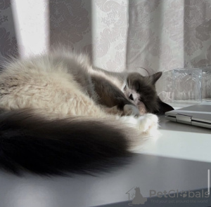 Photo №1. ragdoll - for sale in the city of Berlin | 634$ | Announcement № 101775