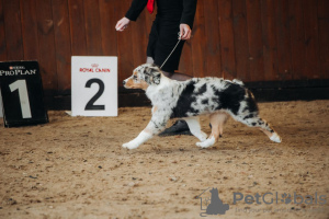 Additional photos: Gorgeous Australian Shepherd puppy