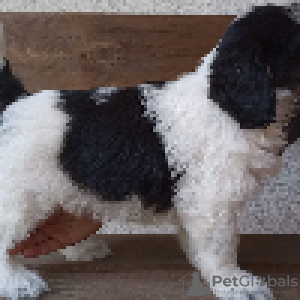 Additional photos: Puppy Polish Lowland Sheepdog Puppy - Polish Lowland Sheepdog FCI