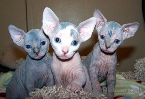 Photo №2 to announcement № 135789 for the sale of sphynx cat - buy in United States private announcement
