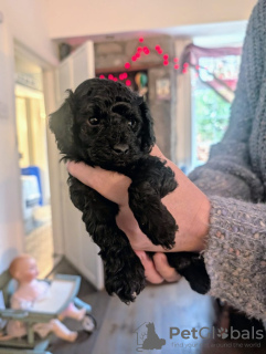 Photo №2 to announcement № 133683 for the sale of poodle (dwarf) - buy in United States private announcement