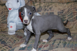 Photo №1. italian greyhound - for sale in the city of ZinkGruvan | negotiated | Announcement № 158401