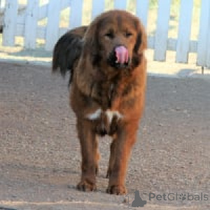 Photo №4. I will sell tibetan mastiff in the city of Allensbach. private announcement - price - 941$