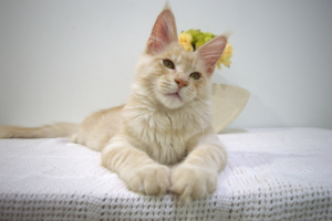 Photo №4. I will sell maine coon in the city of Gomel. from nursery - price - 700$