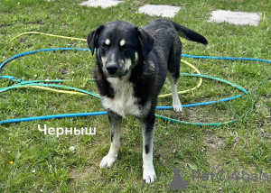 Photo №2 to announcement № 103863 for the sale of non-pedigree dogs - buy in Belarus private announcement