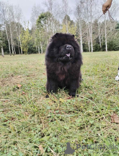 Photo №3. Chow Chow dogs for sale. Serbia