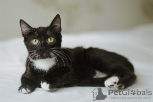 Photo №3. Kittens Black and Knight are urgently looking for a home. Belarus