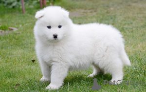 Photo №2 to announcement № 166751 for the sale of samoyed dog - buy in France private announcement, breeder
