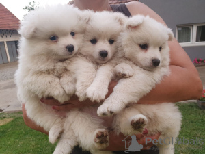 Photo №1. german spitz - for sale in the city of Москва | negotiated | Announcement № 17970