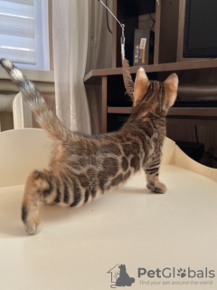 Photo №1. bengal cat - for sale in the city of Веллингтон | negotiated | Announcement № 25657