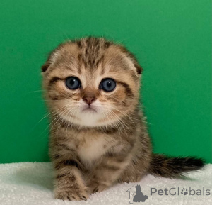 Photo №4. I will sell ragdoll in the city of Belarus.  - price - negotiated