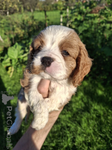 Photo №3. Ideal Cavalier King Charles Spaniel puppies.. Latvia