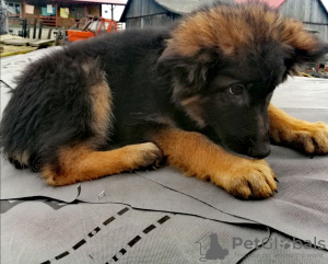 Photo №1. german shepherd - for sale in the city of Zingst | 539$ | Announcement № 99486