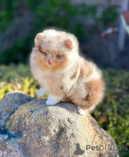 Photo №2 to announcement № 132038 for the sale of pomeranian - buy in Estonia breeder