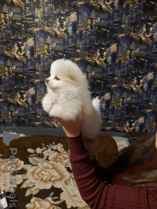 Photo №4. I will sell pomeranian in the city of Kharkov. private announcement - price - negotiated