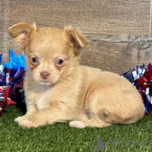 Photo №3. Meet Kelsie Tiny Chihuahua Puppy with a Big Personality . Germany