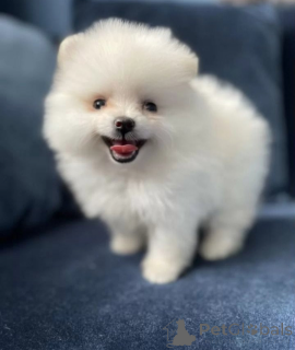 Photo №2 to announcement № 139207 for the sale of pomeranian - buy in Russian Federation private announcement, breeder