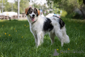 Photo №3. Meet our wonderful dog Levushka, who dreams of a loving family!. Russian Federation