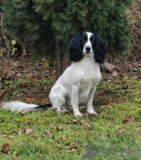 Additional photos: A young beautiful spaniel mix Knopa is looking for a home and family.