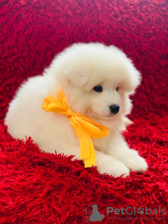 Photo №3. Samoyed puppies from the Champion. Russian Federation