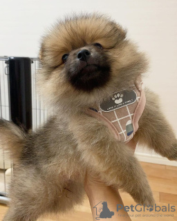 Additional photos: Pomeranian baby