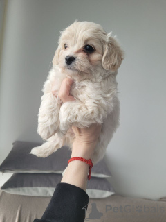 Additional photos: Maltipu, maltipu, maltipoo