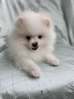 Photo №1. pomeranian - for sale in the city of Minsk | 2113$ | Announcement № 38796