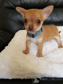 Photo №1. chihuahua - for sale in the city of Toronto | 750$ | Announcement № 162860