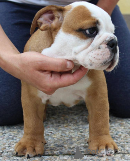 Photo №1.  - for sale in the city of Pobierowo | Is free | Announcement № 143956