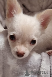 Photo №4. I will sell chihuahua in the city of Флоренс. private announcement - price - 350$