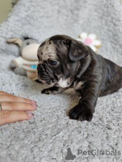 Photo №2 to announcement № 95619 for the sale of french bulldog - buy in Serbia 