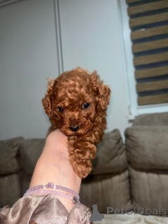 Photo №1. poodle (dwarf) - for sale in the city of Belgrade | negotiated | Announcement № 168845