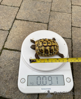 Photo №3. Greek tortoises for sale. Austria