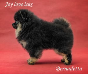 Photo №1. pomeranian - for sale in the city of Kazan | Negotiated | Announcement № 4237