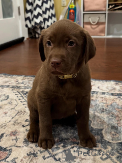 Photo №1. labrador retriever - for sale in the city of Eindhoven | negotiated | Announcement № 163764