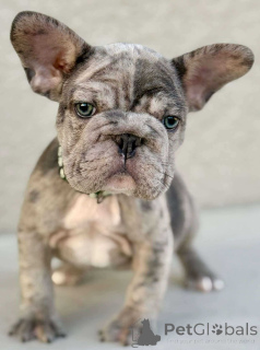Photo №2 to announcement № 143780 for the sale of french bulldog - buy in United States private announcement, breeder