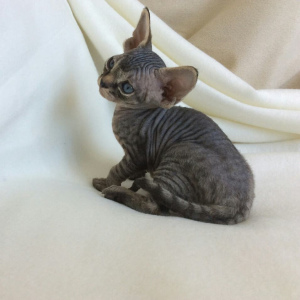 Photo №2 to announcement № 2717 for the sale of devon rex - buy in Russian Federation private announcement, breeder