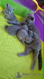 Photo №1. british shorthair - for sale in the city of Дортмунд | 423$ | Announcement № 121294