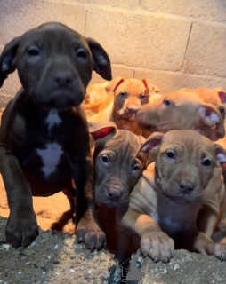 Photo №2 to announcement № 127396 for the sale of american pit bull terrier - buy in Bosnia and Herzegovina breeder