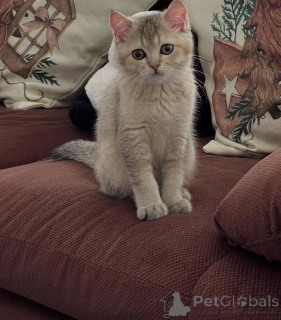 Photo №2 to announcement № 155688 for the sale of british shorthair - buy in Ireland private announcement